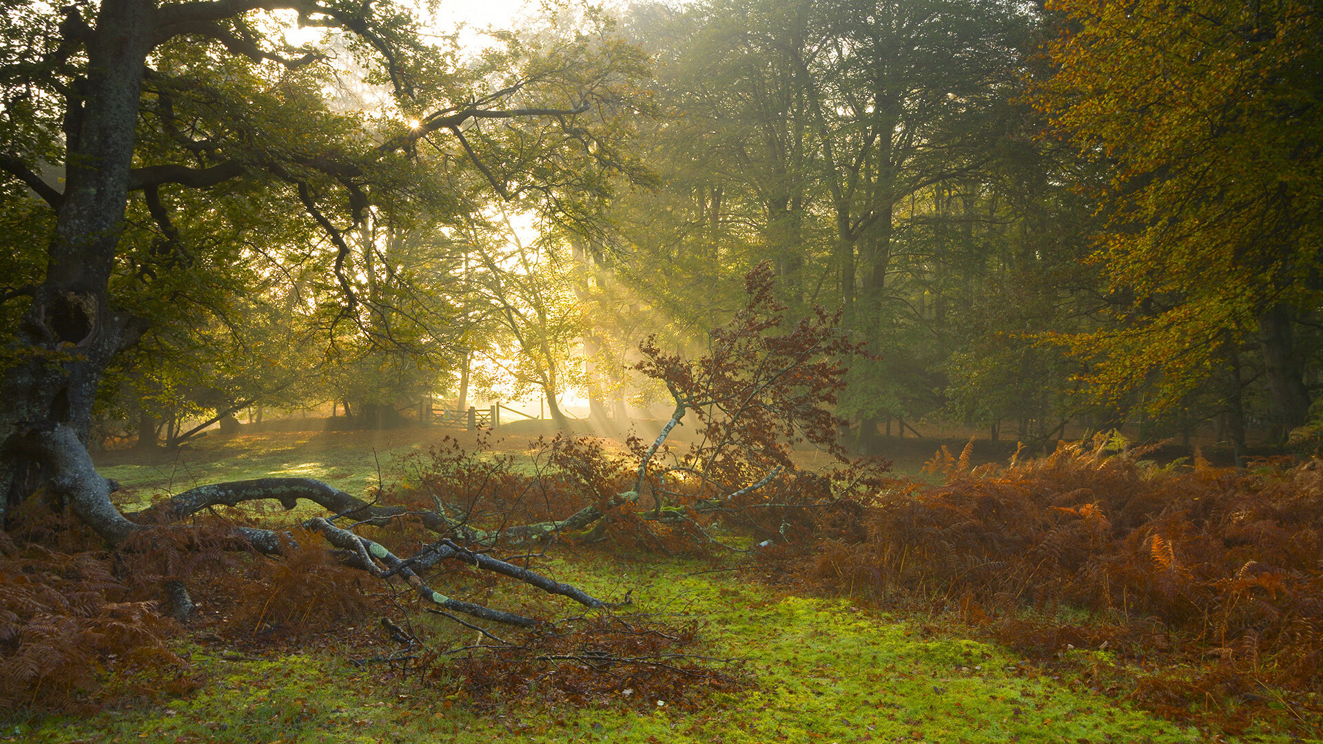 主场优势：球队如何利用主场气氛取胜，主场球队什么意思