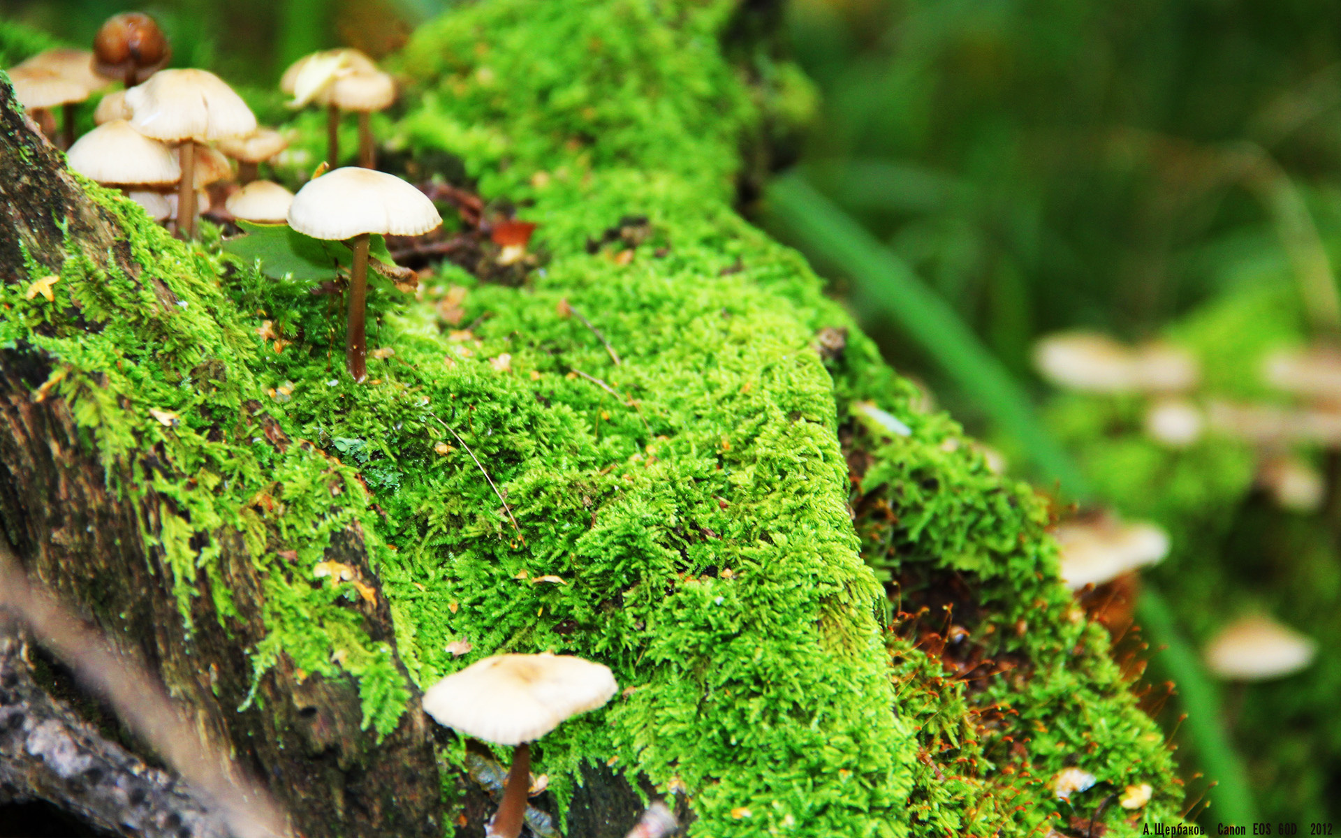 “意甲足球盛宴:战术变化引发新一轮热议”,意甲足球新闻