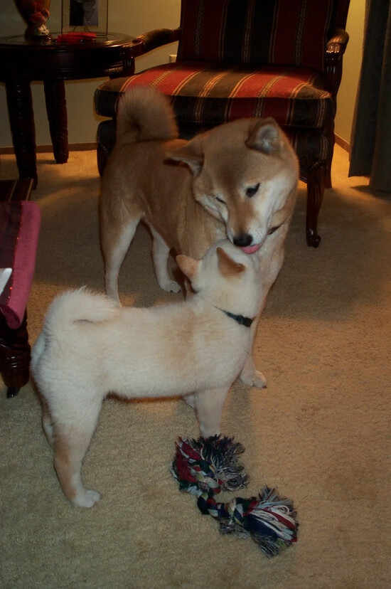 《2025年电竞行业持续火热,全球市场预计突破70亿美元》,2020年度全球电竞市场报告