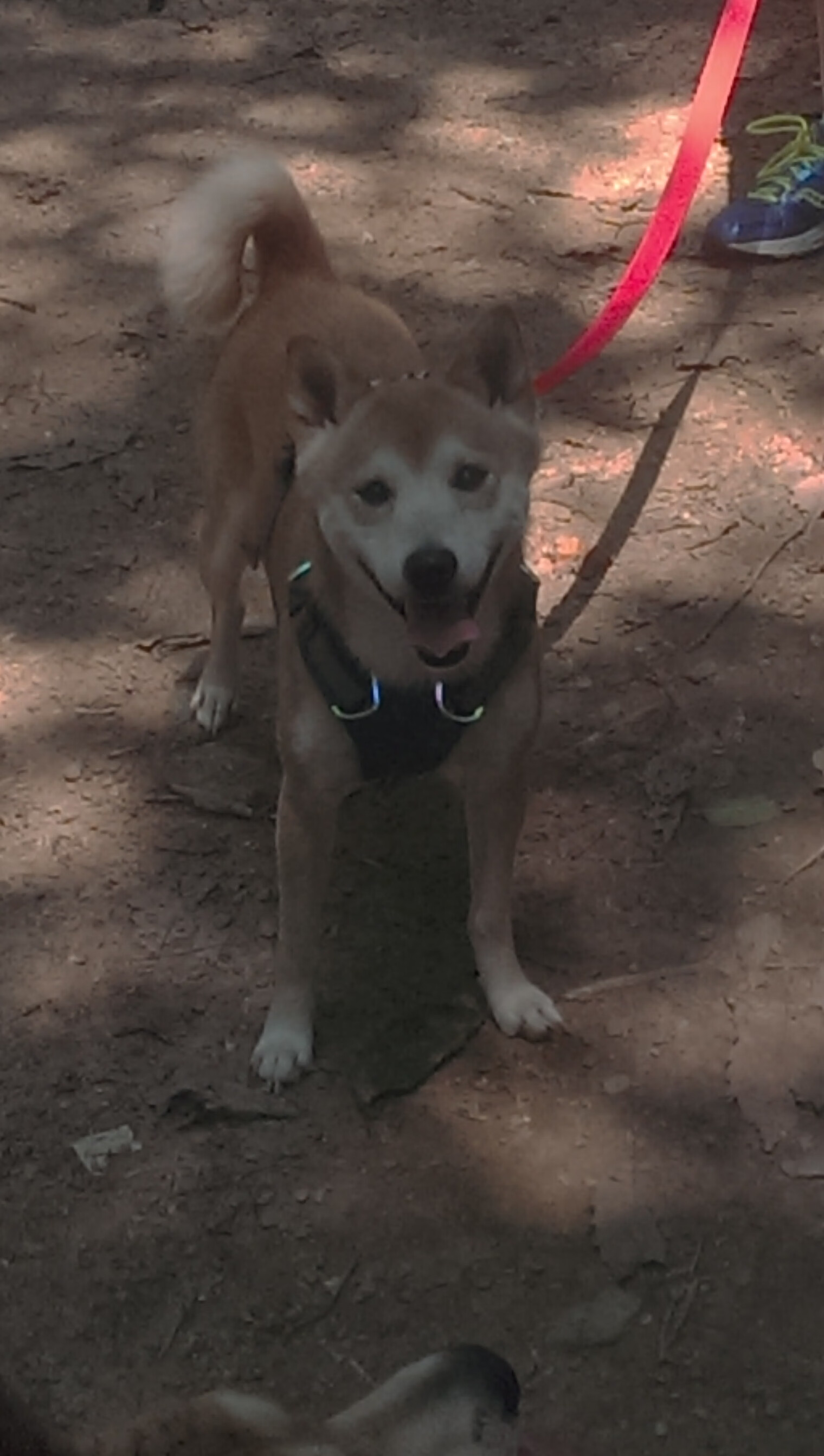 季后赛门票火热,球迷提前抢票热情高涨,季后赛票价